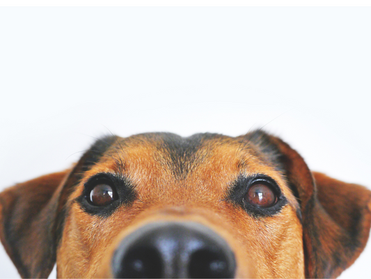 L'importanza di pulire gli occhi dei nostri cani e gatti